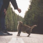 5 Reasons Why Cats Make Better Pets for Men Than Dogs