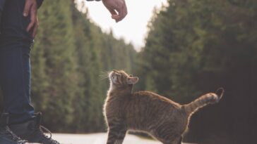 5 Reasons Why Cats Make Better Pets for Men Than Dogs