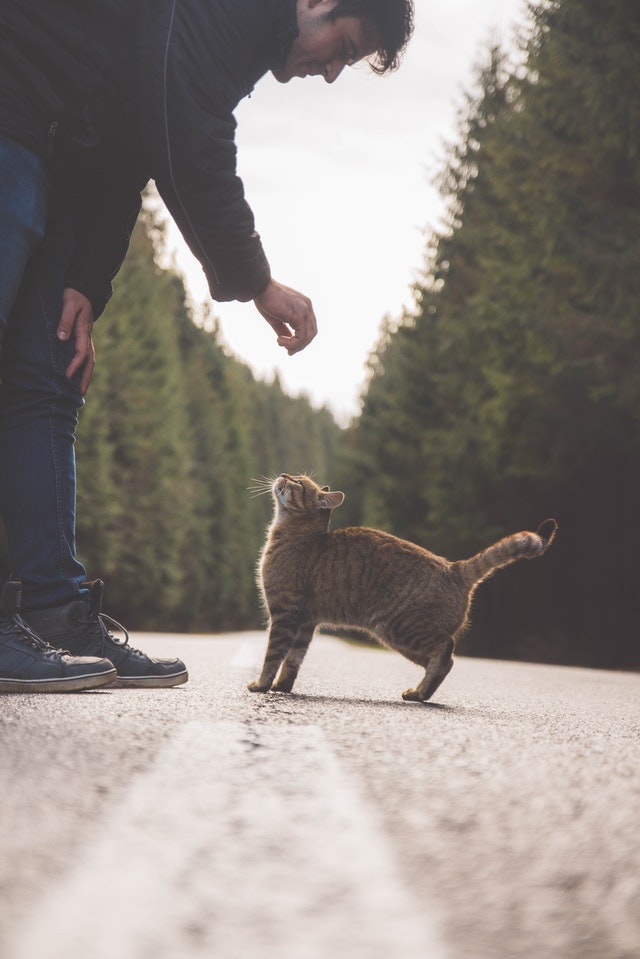 5 Reasons Why Cats Make Better Pets for Men Than Dogs